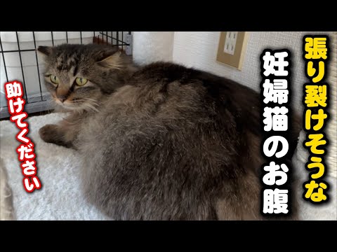 妊婦猫のお腹が大きすぎて動きが制限されて辛そう サムネイル