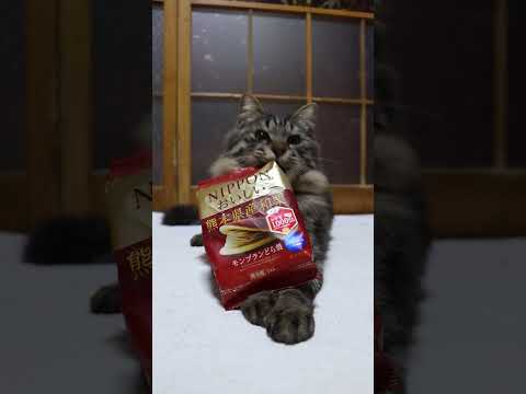 NIPPONのおいしい熊本県産和栗モンブランどら焼き　260119　のせ猫　 cat cute ねこ　 cutecat… サムネイル