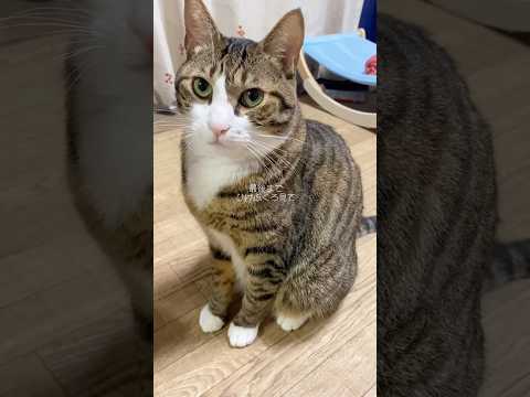 この先…次男の部屋での球太 cats shorts 球太