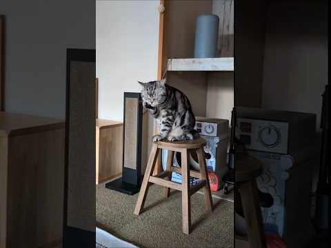 アメショーのラッテ アメショ アメリカンショートヘア 猫と暮らす家猫との暮らし猫 サムネイル