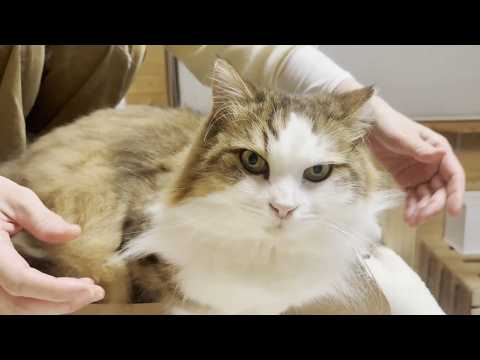 謎の長～い毛の束が発見される猫