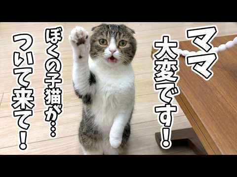 パパ猫の様子が変なので後ろをついて行ってみたら、子猫が大変なことになってました…汗 サムネイル
