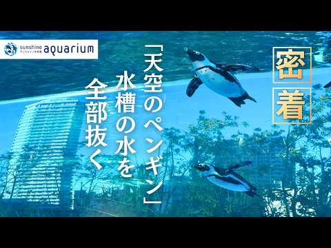 【密着】ペンギン水槽の水を全部抜く‼「天空のペンギン」水槽の落水清掃に密着！【サンシャイン水族館】 サムネイル