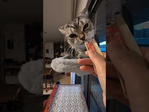 アメショーのラッテ アメショ アメリカンショートヘア 猫と暮らす家猫との暮らし猫 サムネイル