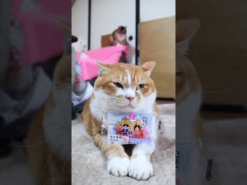 ぷちひし餅　260303　 cat　 cute　 ねこ　 ネコ　 猫のいる暮らし　 猫　 cutecat　 kitte… サムネイル