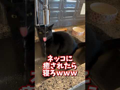 ネッコの動画で癒されたら寝ろｗｗｗ　2ch  動物  猫 癒やし ねこ動画 サムネイル