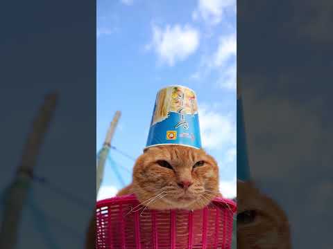マルちゃんヌードル　シーフード　260528　 cat のせ猫 cute　 シーフード ねこ ネコ　 マルちゃんヌード… サムネイル