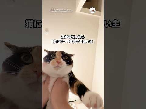 猫になって教育する飼い主｜PECO サムネイル