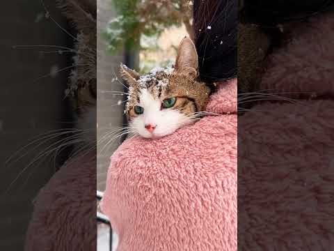 猫は液体だった件🫠