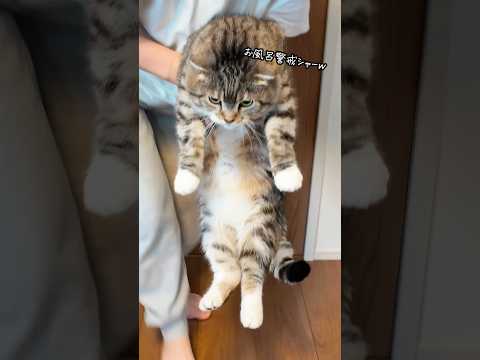 やんちゃ猫vs魔法のチョッキでお風呂トレーニングをしたら無関係なりっちゃんがシャー🤣🤣🤣 猫