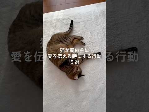 猫が飼い主に愛を伝える時にする行動3選 猫 ねこ 保護猫 猫のいる暮らし ねこ動画 猫動画 雑学 豆知識 VOICEV… サムネイル