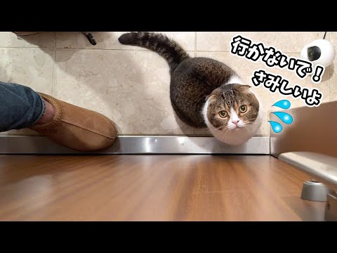 家を出て行こうとするおっさんを玄関で必死に泣いて引き止める猫がこちらです…涙 サムネイル