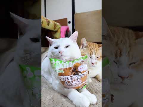 宇治抹茶ホイップあんぱん　260318　のせ猫　 cat ネコ cute　 kitty ねこ 猫のいる暮らし　 kit… サムネイル