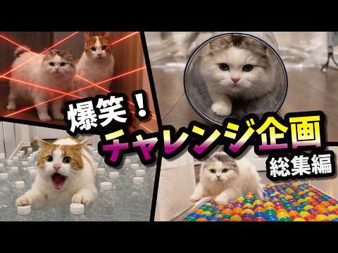 猫がちゅーるほしさに激ムズトラップにチャレンジ！大爆笑総集編ッッッ！！！ サムネイル