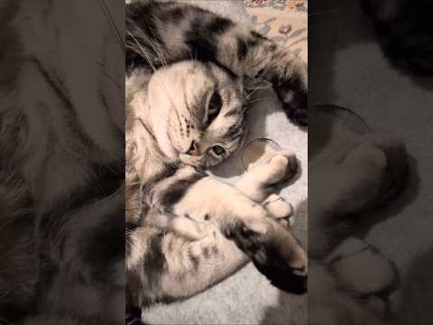 アメショーのラッテ アメショ アメリカンショートヘア 猫と暮らす家＃猫との暮らし猫 サムネイル
