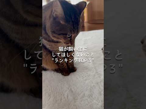 猫が飼い主にしてほしくないこと“ランキングTOP3”🙀