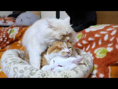 おんぶねこ　260302 サムネイル