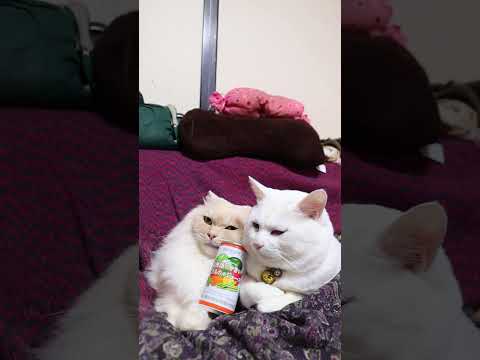 神戸居留地 16種類のやさいとくだもののジュース　260219　のせ猫　 cat cute 猫のいる暮らし　 kitt… サムネイル