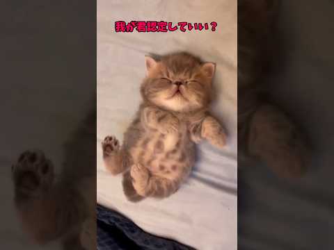スーパー可愛いぞ🐈️ サムネイル