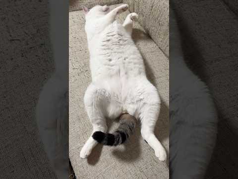 時計です！猫ではありません サムネイル