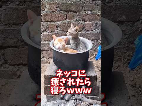 ネッコの動画で癒されたら寝ろｗｗｗ　2ch  動物  猫 癒やし ねこ動画 サムネイル