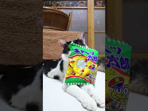 キャベツ太郎　260510　 cat のせ猫 cute　 キャベツ太郎 kitty ネコ　 cutecat 白黒猫 チ… サムネイル