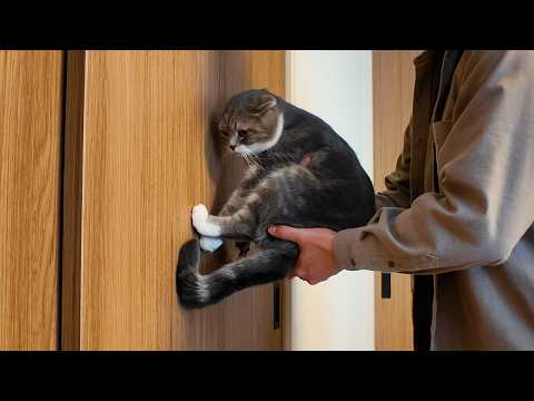 飼い主を信頼していないと壁に手をついてしまうチャレンジ！？に挑戦した飼い主の末路がコチラ🤣🤣🤣 サムネイル