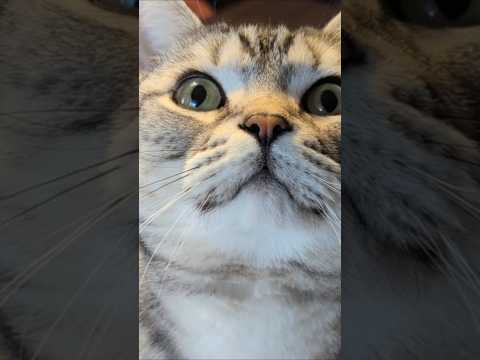 アメショーのラッテ アメショ アメリカンショートヘア 猫と暮らす家猫との暮らし猫 サムネイル