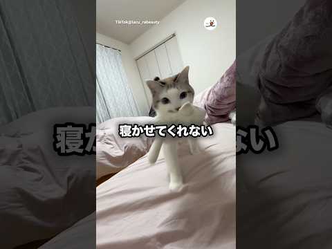 もう真夜中ですよ…｜PECO サムネイル