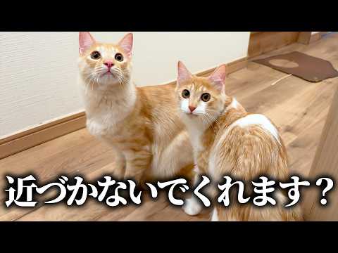 子猫たちの半径1m以内に接近することを禁止されました。 サムネイル
