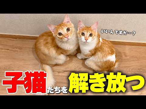 ついに子猫たちの封印を解いて家の中に解き放ちます。 サムネイル