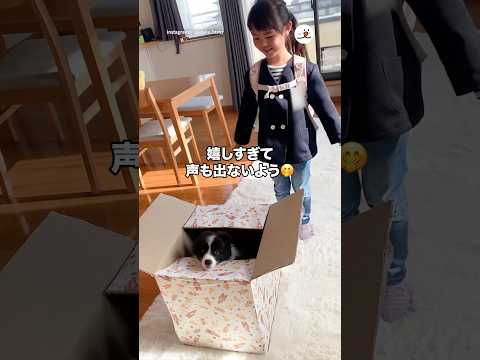 憧れのボーダーコリーに戸惑う女の子｜PECO サムネイル