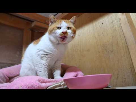 野良猫に猫缶　260330 サムネイル