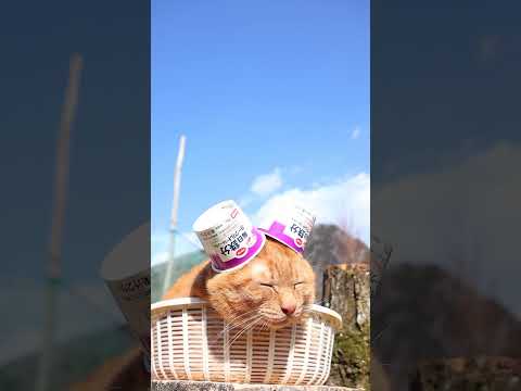 毎日鉄分ヨーグルトプルーンＦｅ　260420　のせ猫　 cat　 cute　 kitty　 kitten　 ねこ　 ネ… サムネイル