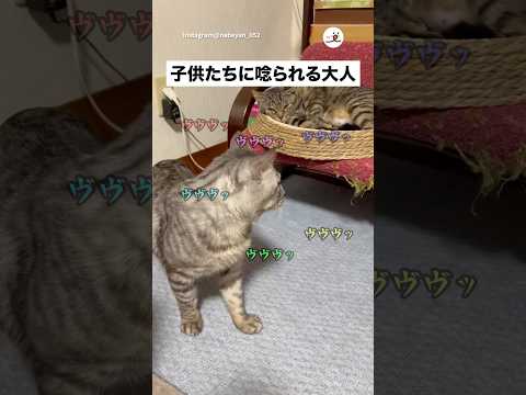 実家で生まれた子猫達に唸られる｜PECO サムネイル