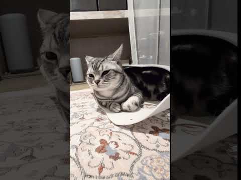 アメショーのラッテ アメショ アメリカンショートヘア 猫と暮らす家猫との暮らし猫 サムネイル