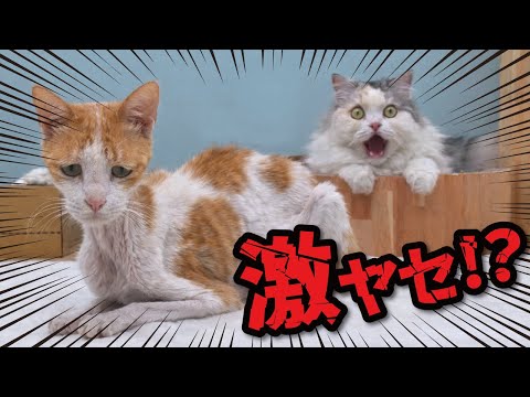 久しぶりに猫の体重測定したらまさかの…！！！ サムネイル