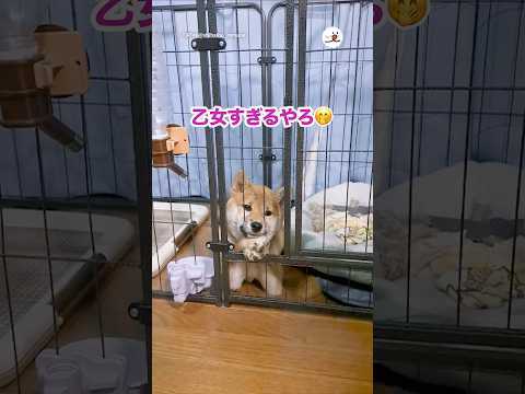 乙女すぎるやろ｜PECO サムネイル