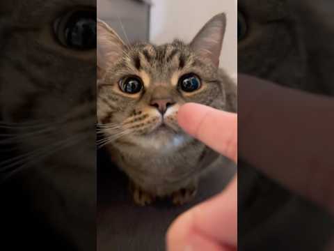 愛猫たちとスリスリ待ちするパパ...笑 cat 猫 サムネイル
