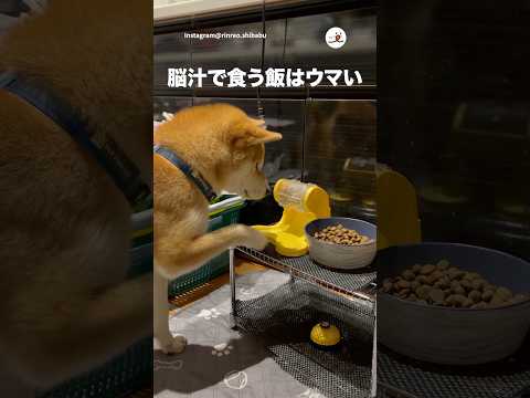 【脳汁】スロッター犬｜PECO サムネイル