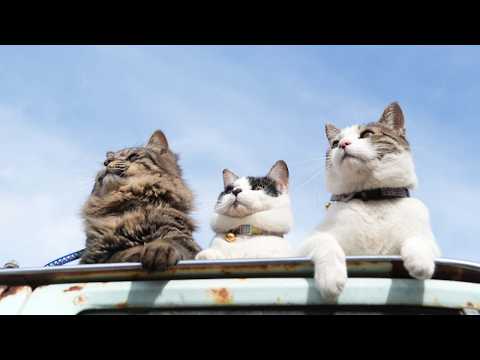 青空のさばじろうとチビクロ　260531 サムネイル