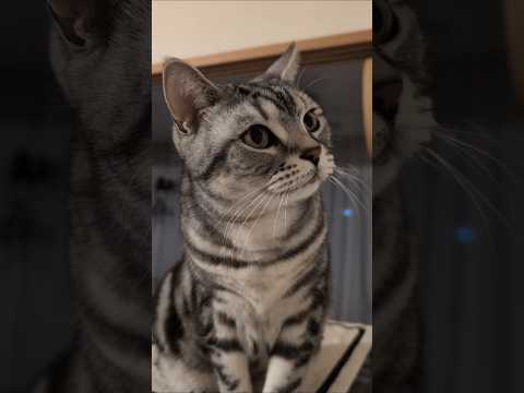 アメショーのラッテ アメショ アメリカンショートヘア ＃猫との暮らし猫と暮らす家猫