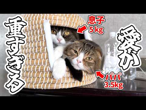 子猫の頃から世界で1番パパが大好きな息子猫が不安になるとこうなります…w