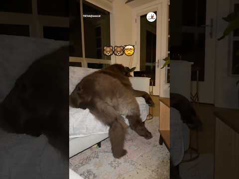 🐻🐻🤯｜PECO サムネイル