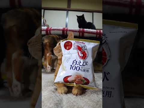 かっぱえびせん 白えび　260328　のせ猫　 cat　 cute　 ねこ  猫のいる暮らし　 kitty　 kitt… サムネイル