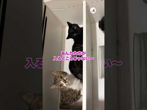 そこは食器棚っちゃー｜PECO サムネイル