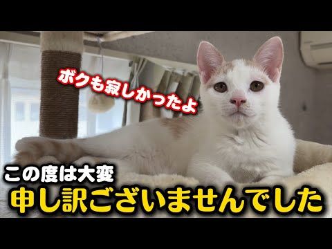 猫たちに寂しい思いをさせてしまいました