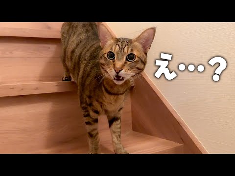 大好きな飼い主と３日ぶりに再会した猫…、理解が追いつかず固まってしまいましたwww サムネイル