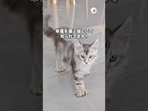 ヘミングウェイキャットとは…|PECO