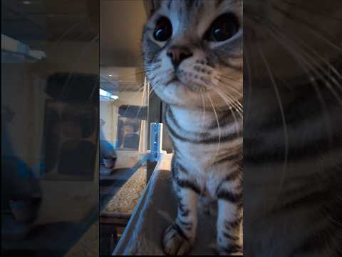 アメショーのラッテ アメショ アメリカンショートヘア 猫と暮らす家猫との暮らし猫 サムネイル